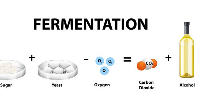 Fermentation Process in Brewing